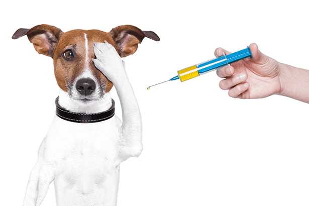 Pet Vaccinations | Vaccine Veterinarian Tulsa | Affordable Vaccine Clinic
