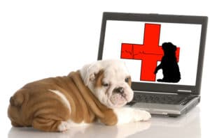 Tulsa Online Animal Pharmacy