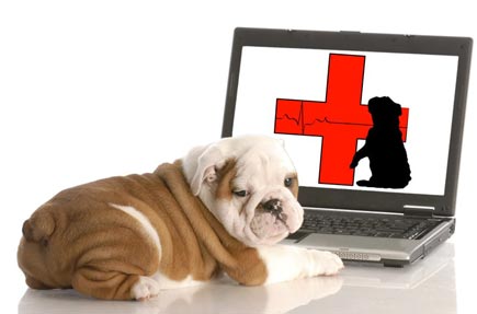 Buying Pet Medications Online | Kindness Animal Hospital